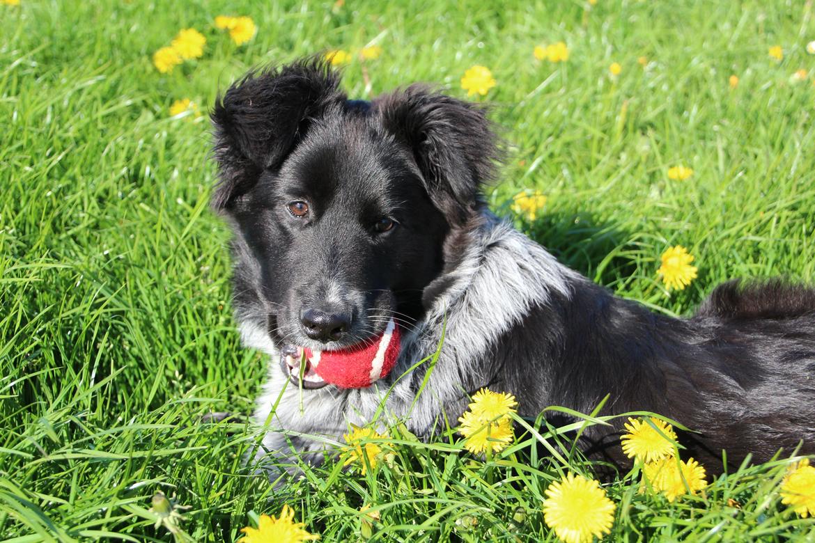 Blanding af racer Ellie billede 35