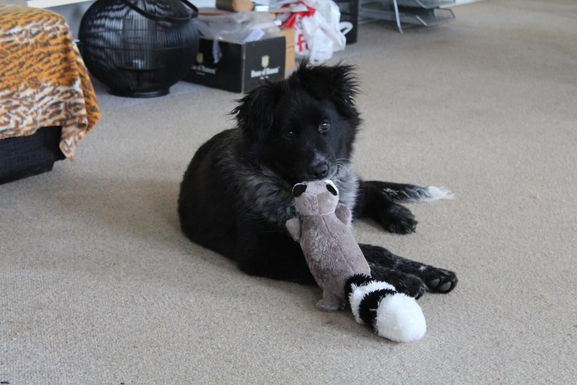 Blanding af racer Ellie billede 11