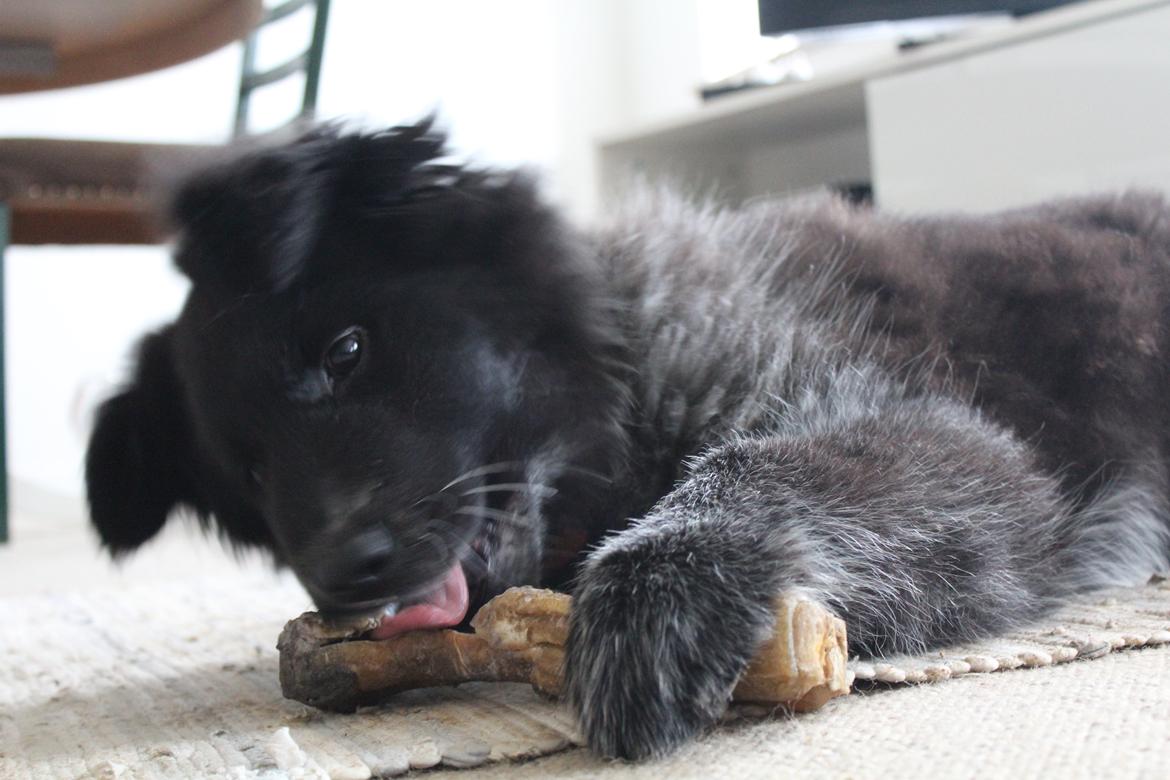 Blanding af racer Ellie billede 36