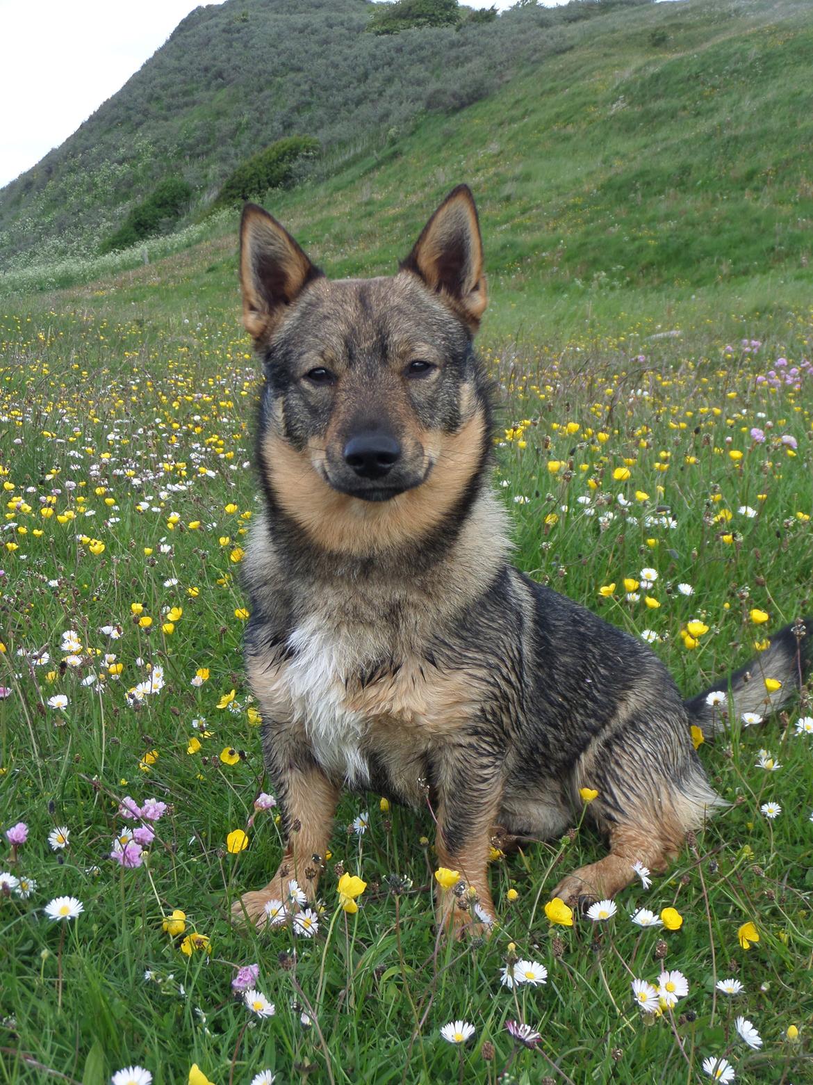 Västgötaspids Yuki <3 <3 (Clasus Miller). - Smukke Yuki har alene tid med mig ved Ulbjerg Klint. 27 maj 2015 billede 2