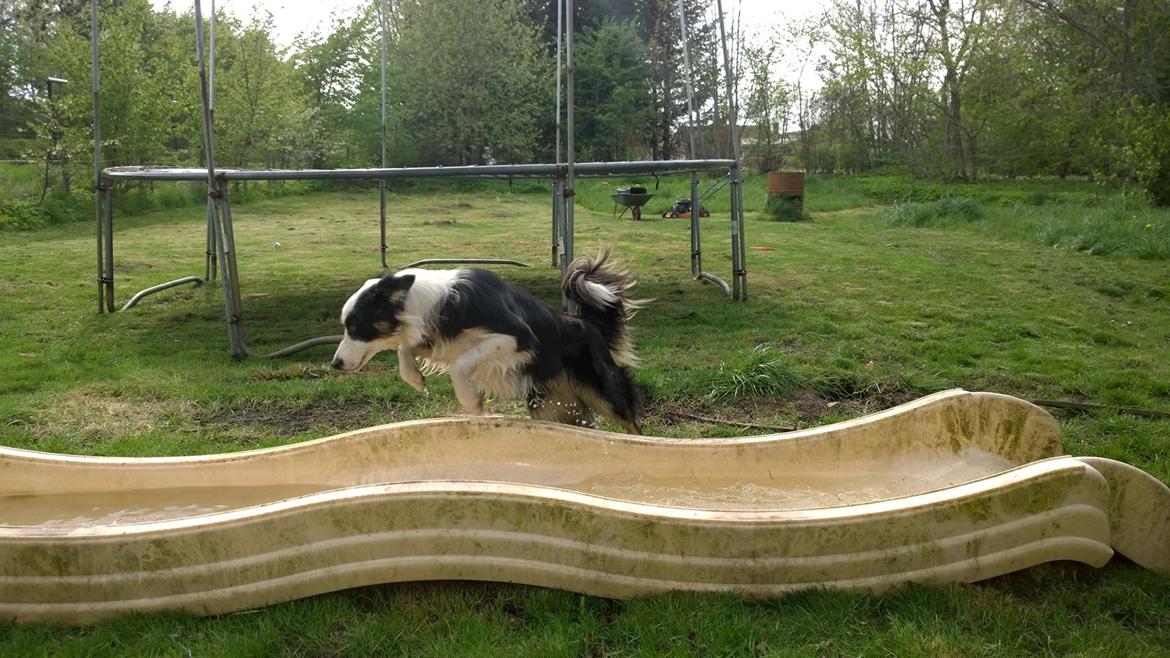 Border collie Zoey 14/3 -5/3 2023 billede 3