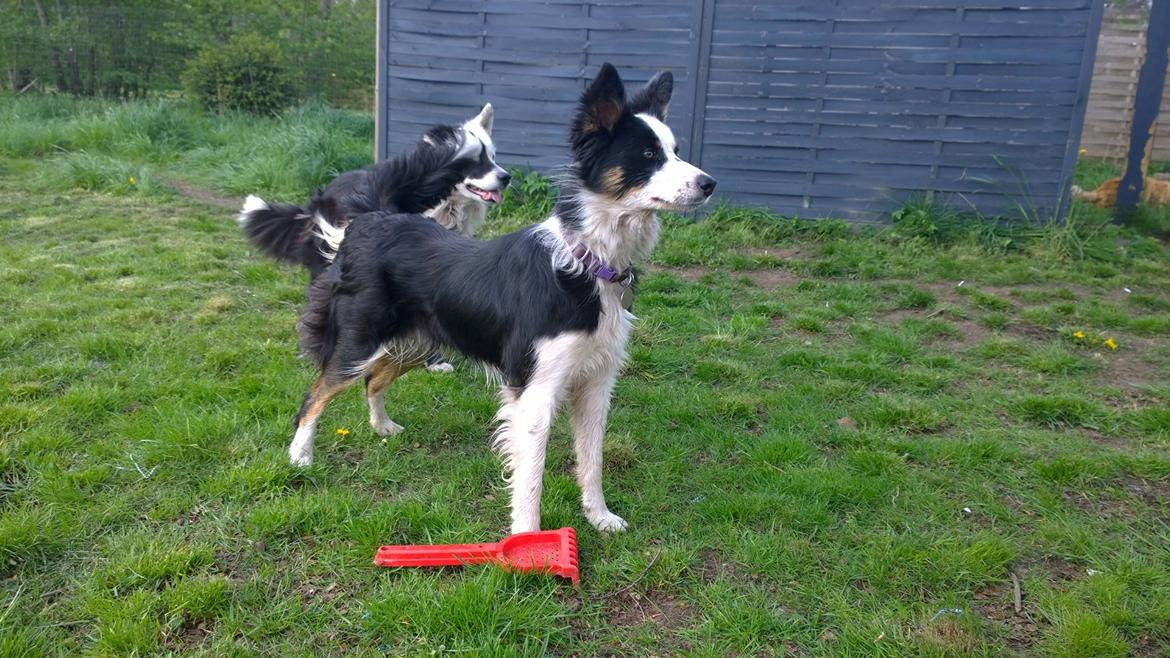 Border collie Zoey 14/3 -5/3 2023 billede 2
