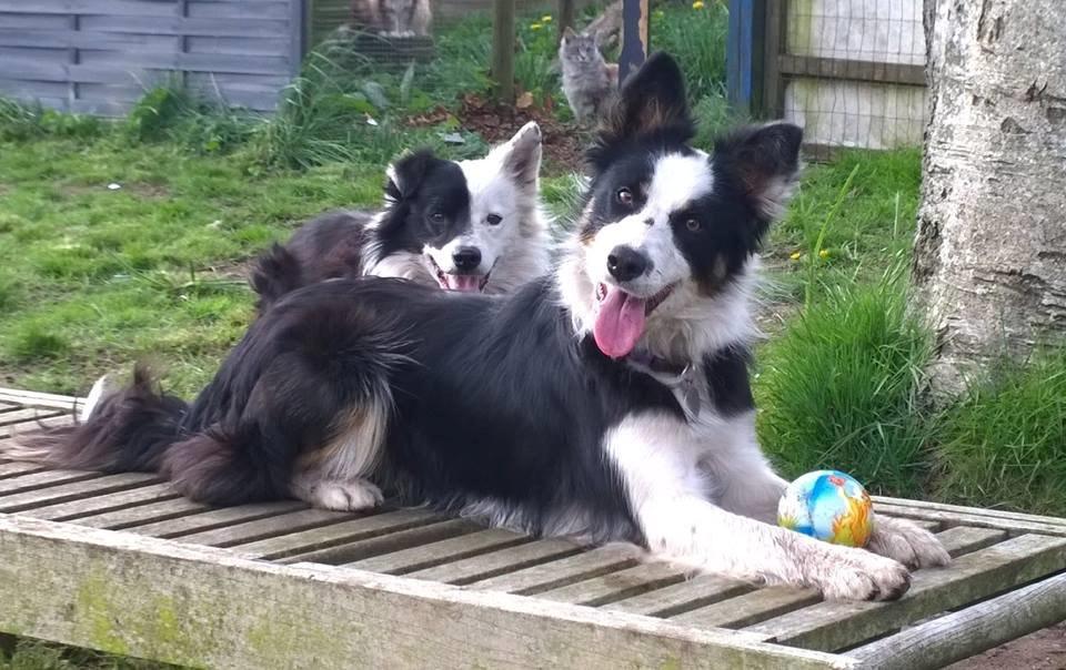 Border collie Zoey 14/3 -5/3 2023 billede 1