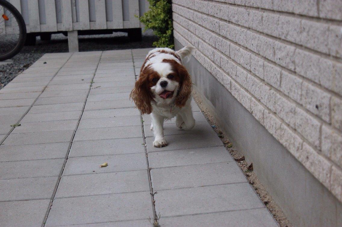 Cavalier king charles spaniel August Rose (Frida) billede 1