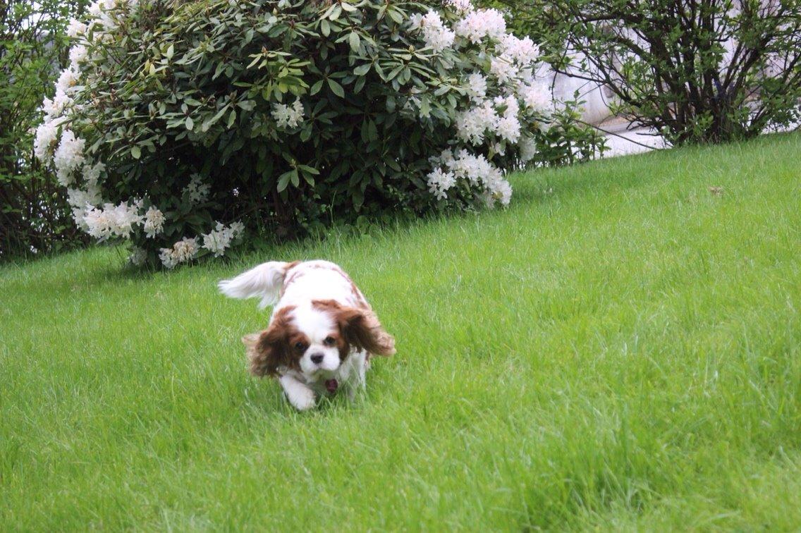 Cavalier king charles spaniel August Rose (Frida) billede 2