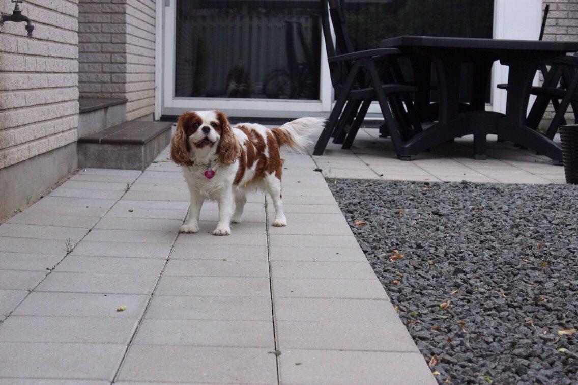 Cavalier king charles spaniel August Rose (Frida) billede 3