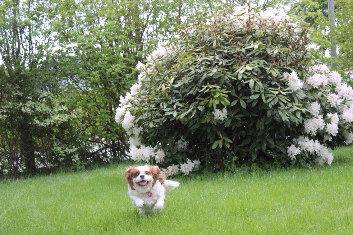 Cavalier king charles spaniel August Rose (Frida) billede 4