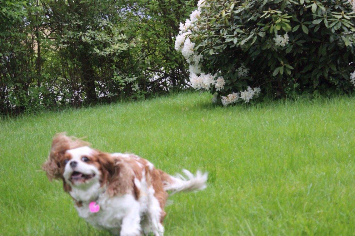 Cavalier king charles spaniel August Rose (Frida) billede 6