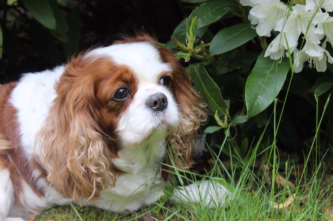 Cavalier king charles spaniel August Rose (Frida) billede 7