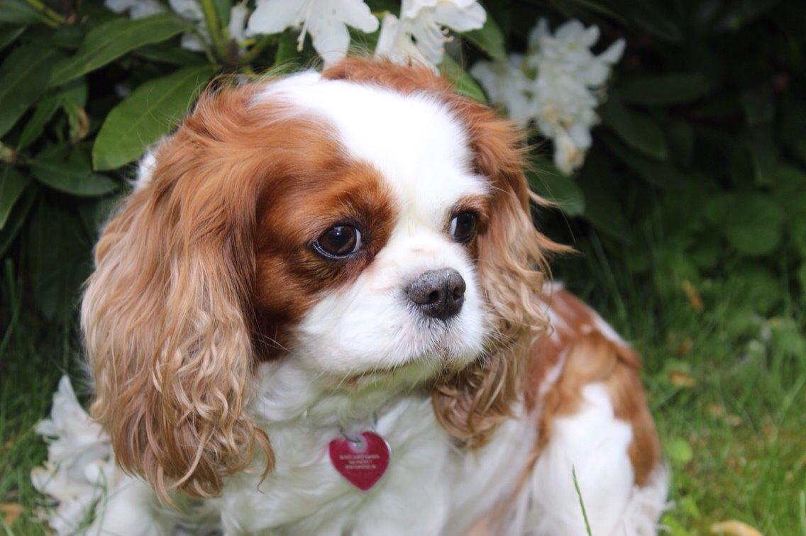Cavalier king charles spaniel August Rose (Frida) billede 8