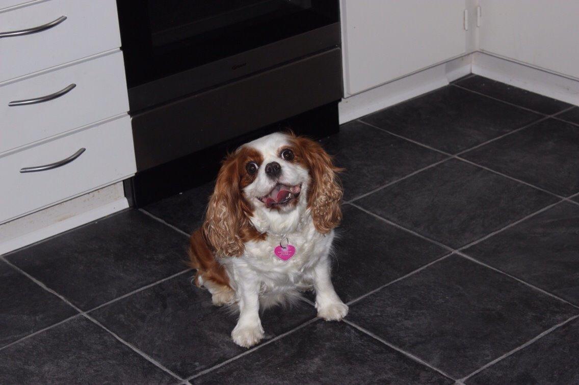 Cavalier king charles spaniel August Rose (Frida) billede 10