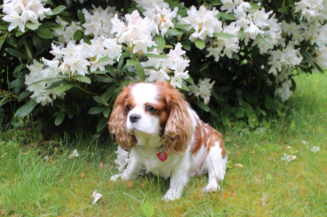 Cavalier king charles spaniel August Rose (Frida) billede 9