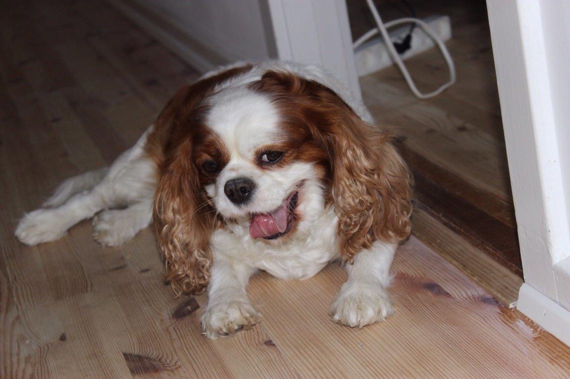 Cavalier king charles spaniel August Rose (Frida) billede 13
