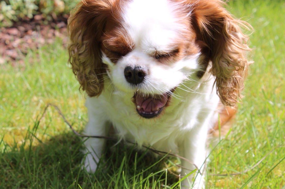 Cavalier king charles spaniel August Rose (Frida) billede 15