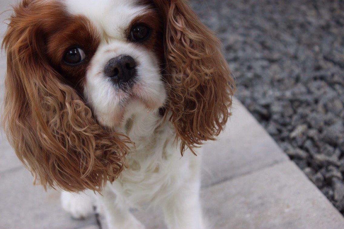 Cavalier king charles spaniel August Rose (Frida) billede 17