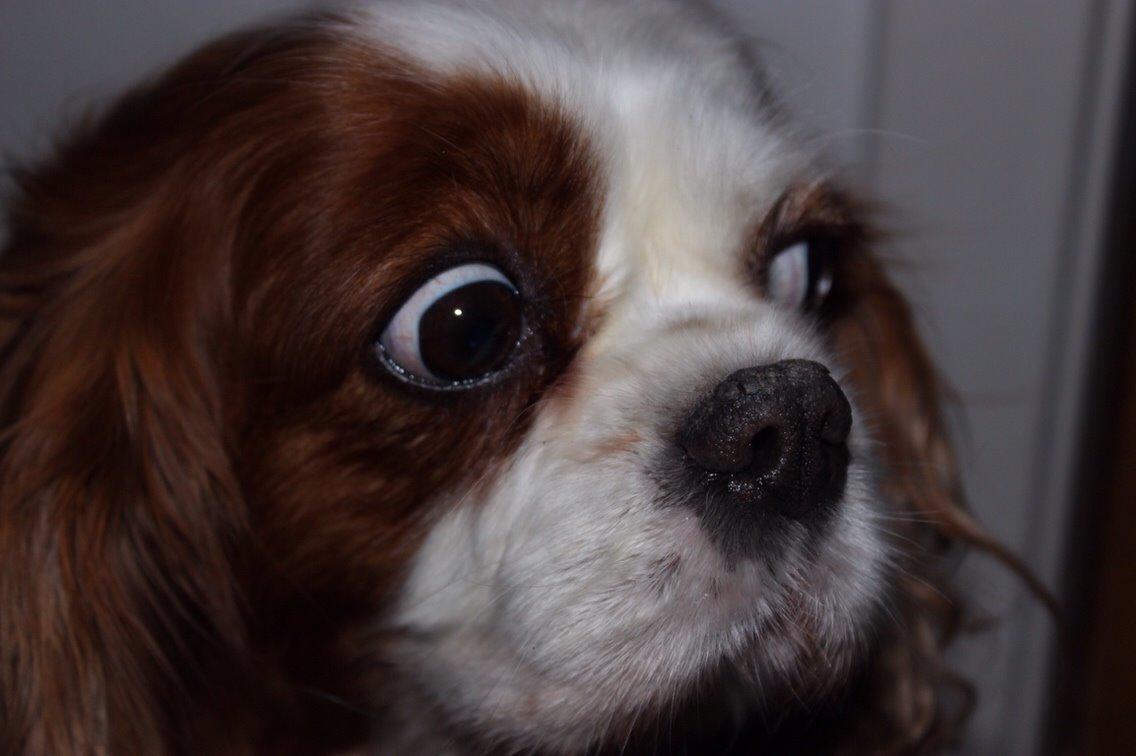 Cavalier king charles spaniel August Rose (Frida) billede 19