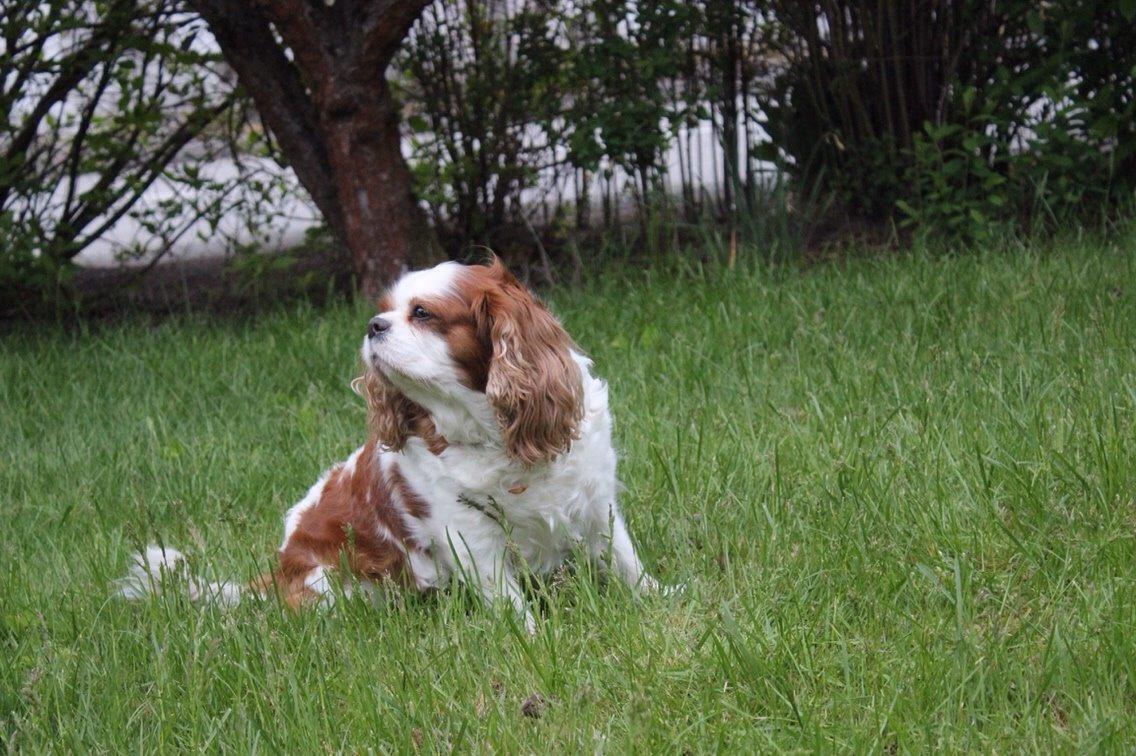 Cavalier king charles spaniel August Rose (Frida) billede 21