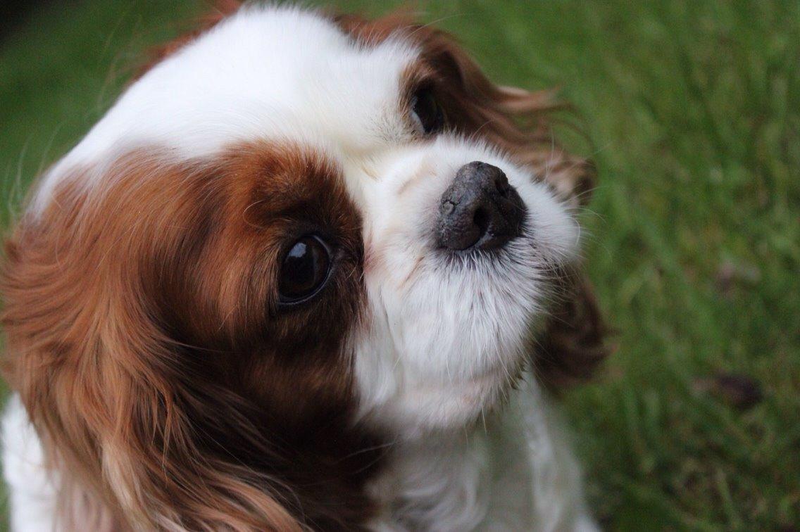 Cavalier king charles spaniel August Rose (Frida) billede 22