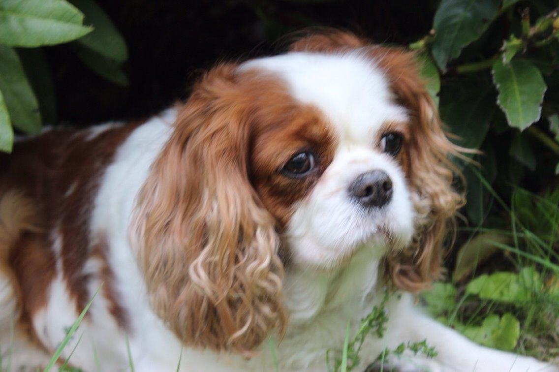 Cavalier king charles spaniel August Rose (Frida) billede 25