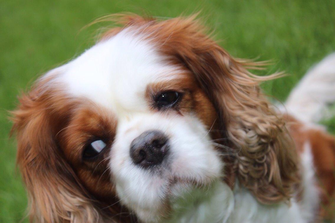 Cavalier king charles spaniel August Rose (Frida) billede 27