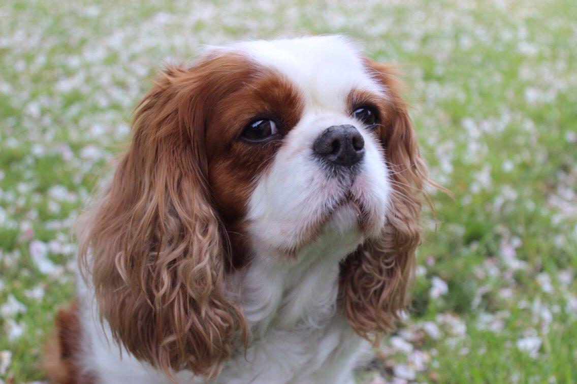 Cavalier king charles spaniel August Rose (Frida) billede 28
