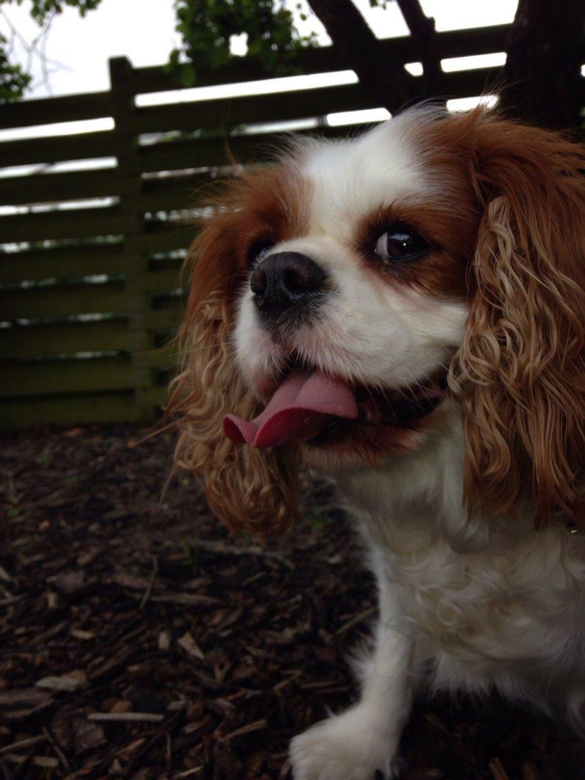 Cavalier king charles spaniel August Rose (Frida) billede 30