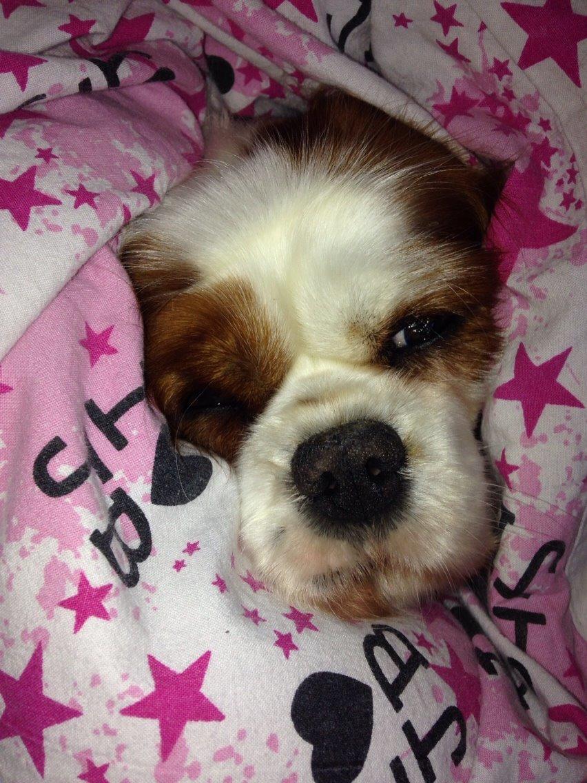 Cavalier king charles spaniel August Rose (Frida) billede 31