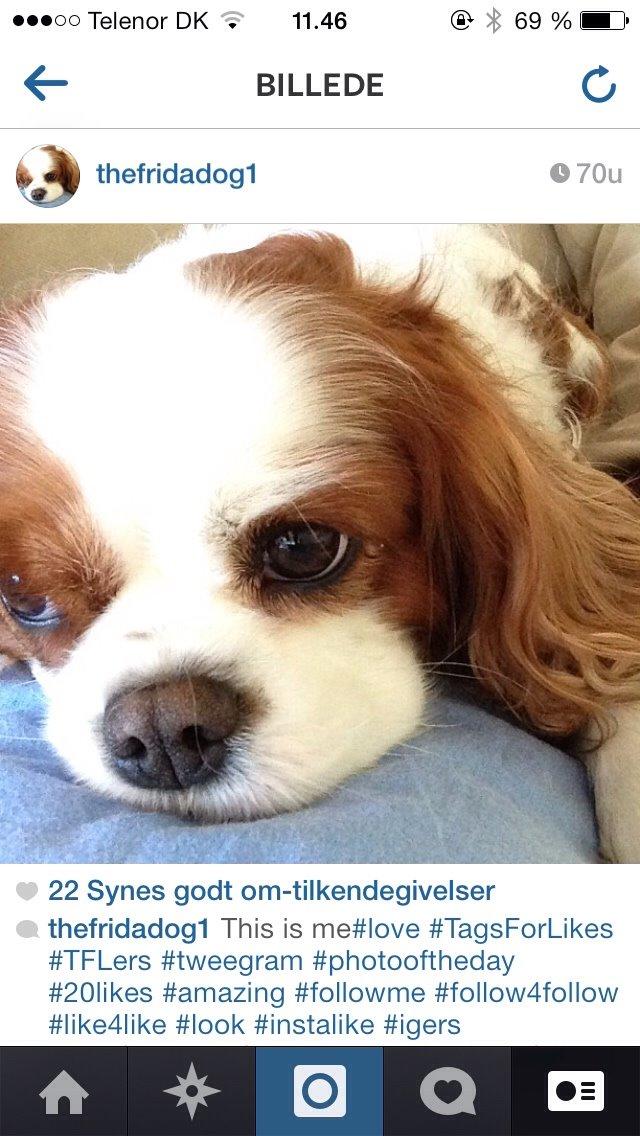 Cavalier king charles spaniel August Rose (Frida) billede 32