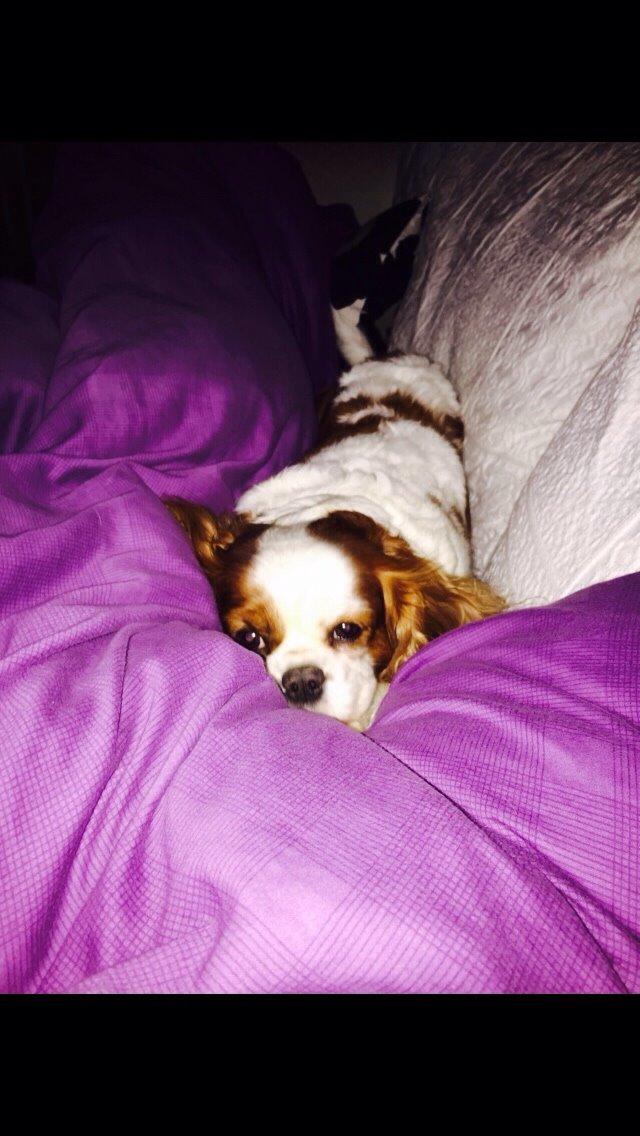 Cavalier king charles spaniel August Rose (Frida) billede 34