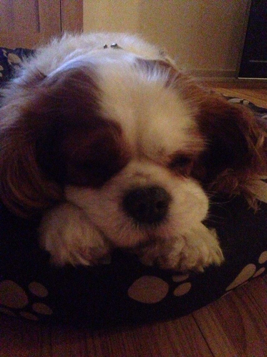 Cavalier king charles spaniel August Rose (Frida) billede 35