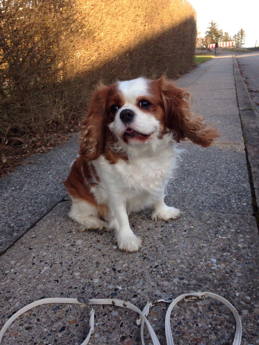 Cavalier king charles spaniel August Rose (Frida) billede 37
