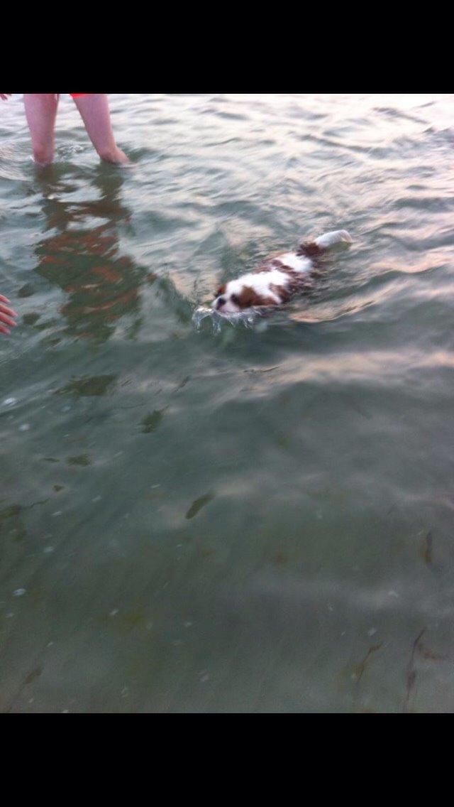 Cavalier king charles spaniel August Rose (Frida) billede 40