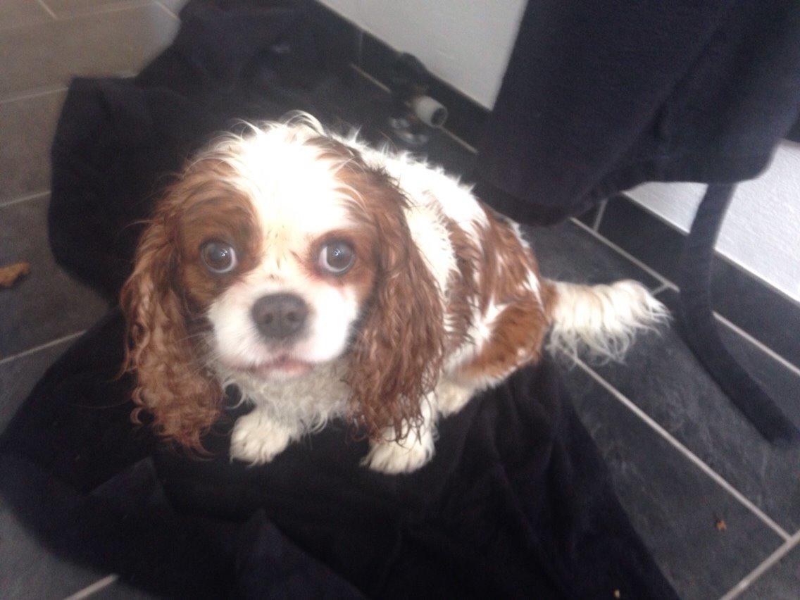 Cavalier king charles spaniel August Rose (Frida) billede 42