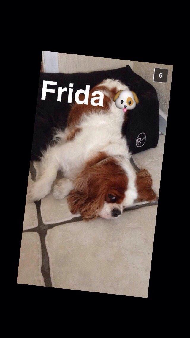 Cavalier king charles spaniel August Rose (Frida) billede 44