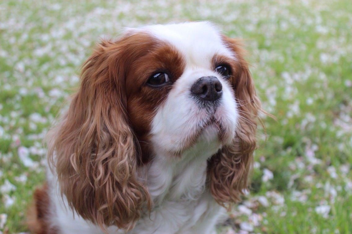 Cavalier king charles spaniel August Rose (Frida) billede 45