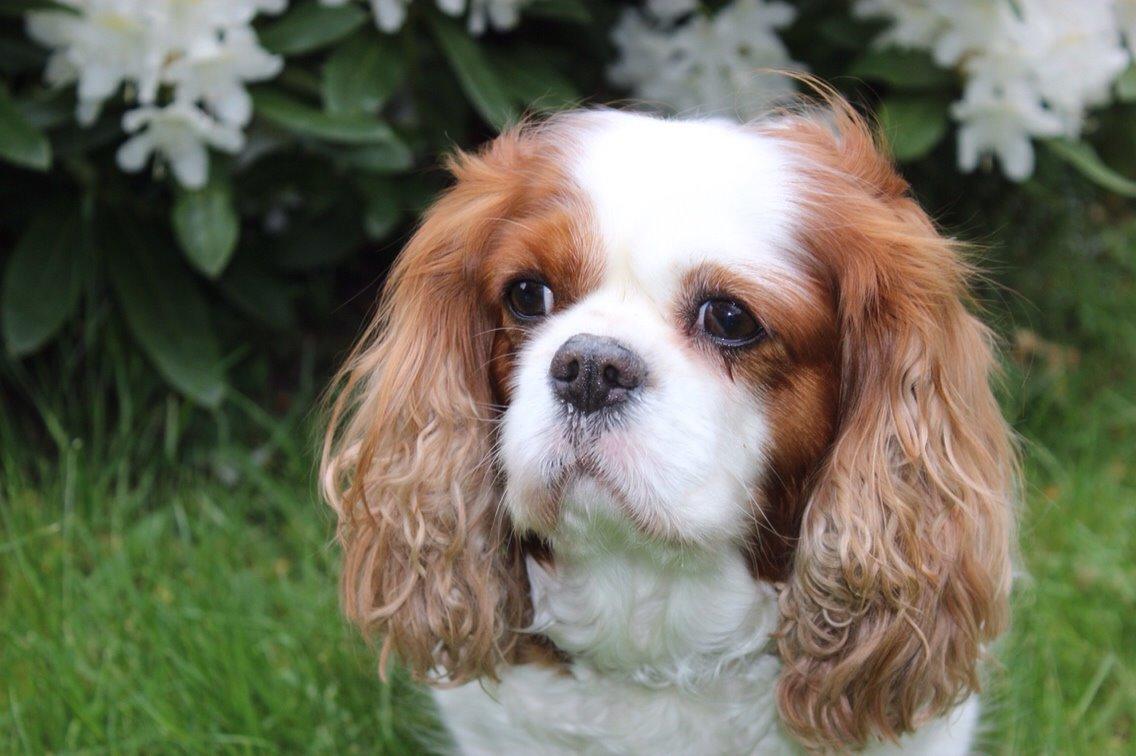 Cavalier king charles spaniel August Rose (Frida) billede 46