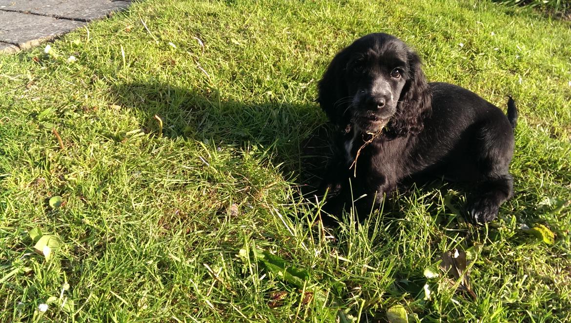 Cocker spaniel Molly billede 38