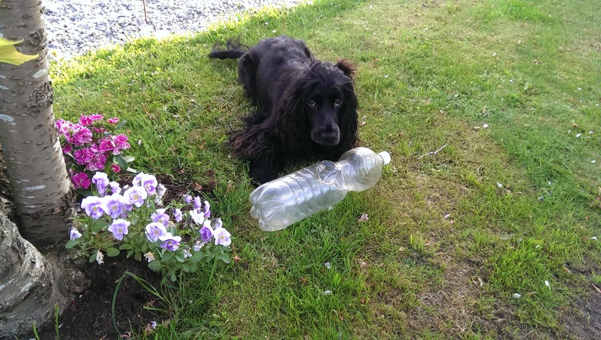 Cocker spaniel Pepsi billede 18