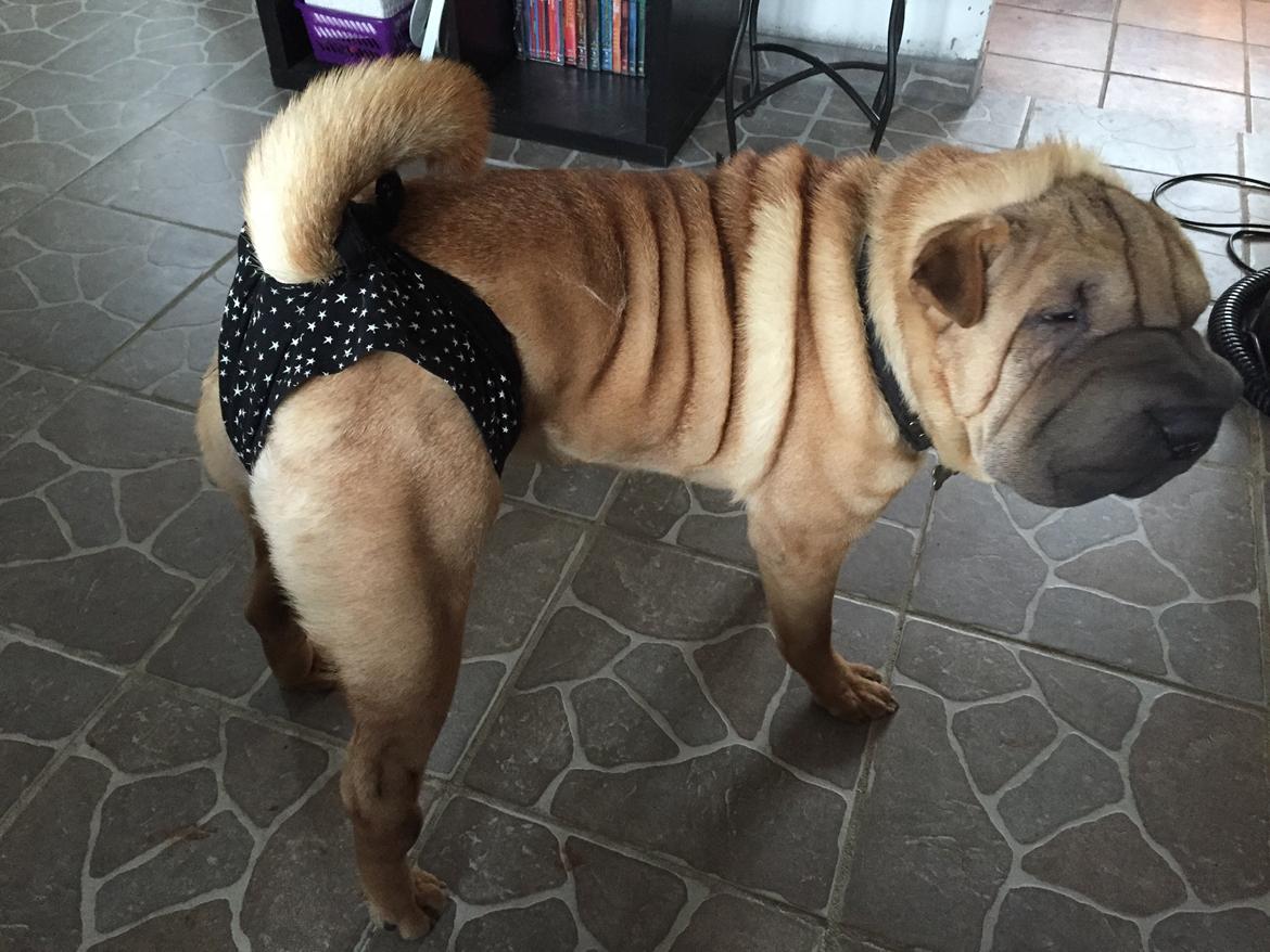 Shar pei Rajah billede 2