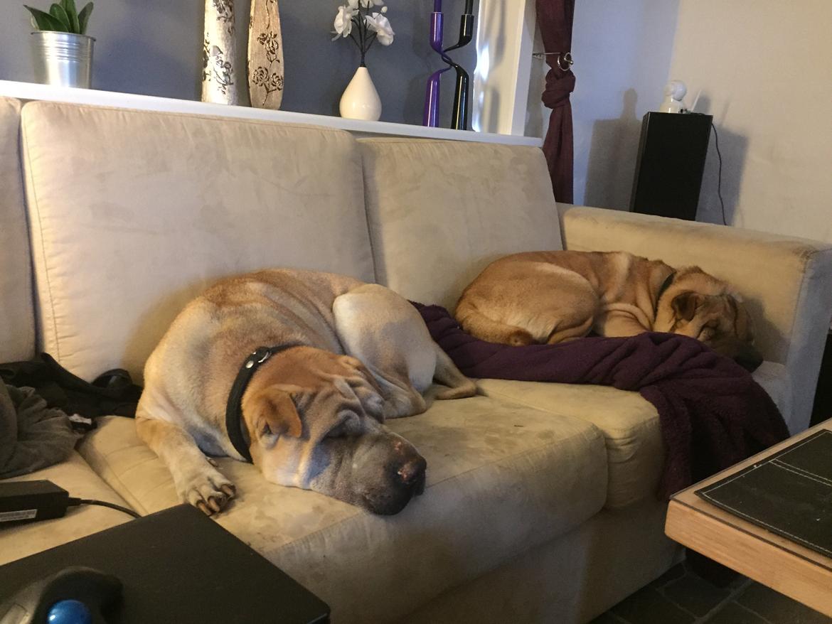 Shar pei Rajah billede 3