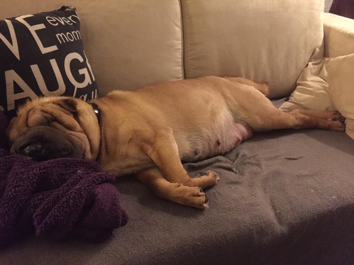 Shar pei Rajah billede 4