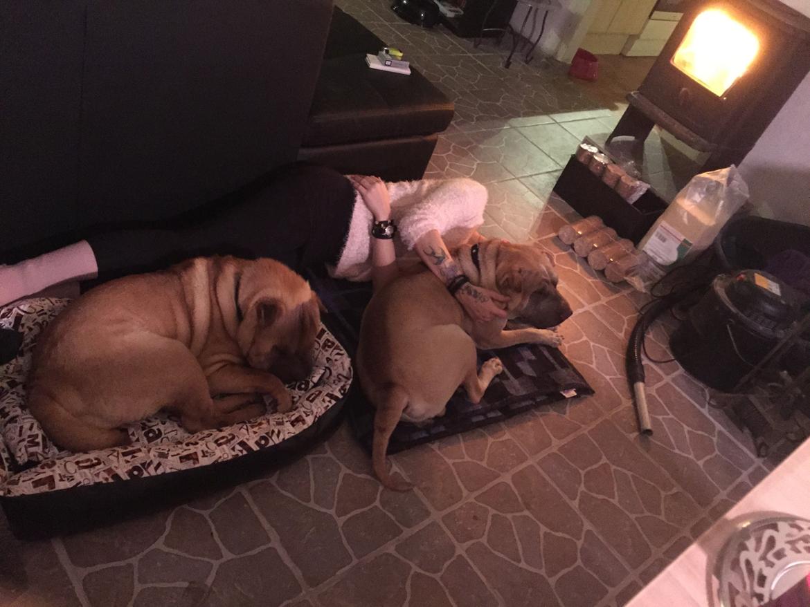 Shar pei Rajah billede 5