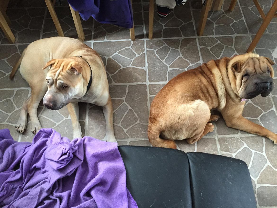 Shar pei Rajah billede 1