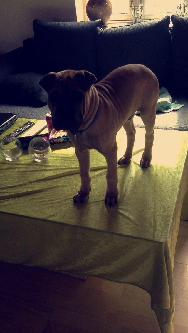 Blanding af racer Cody billede 22