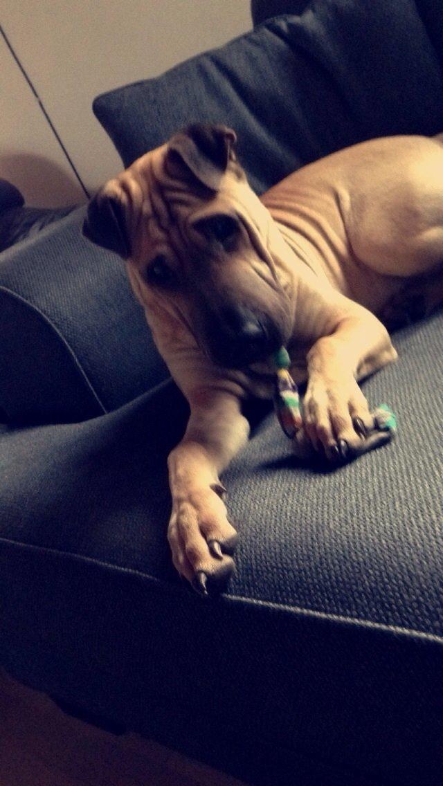 Blanding af racer Cody billede 26