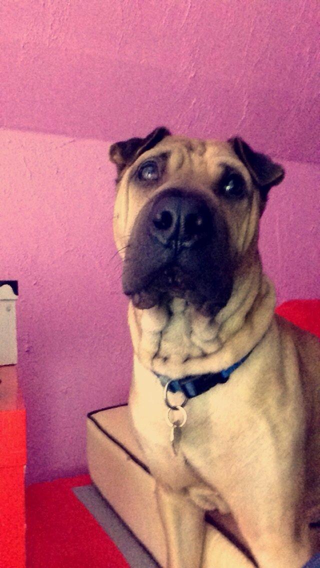 Blanding af racer Cody billede 27