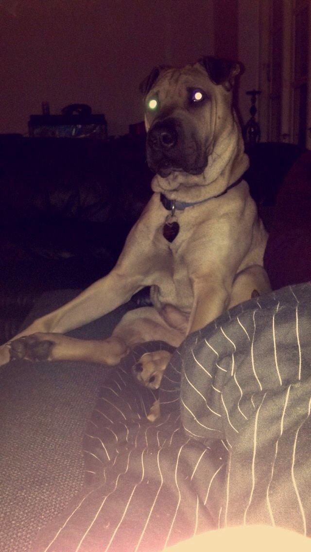 Blanding af racer Cody billede 29