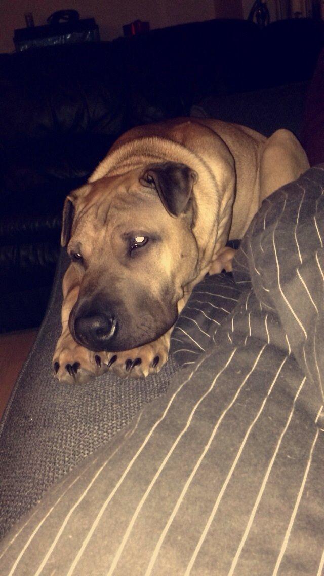 Blanding af racer Cody billede 30