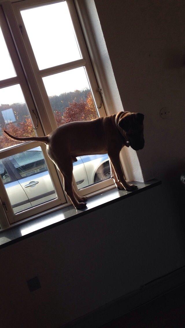 Blanding af racer Cody billede 25