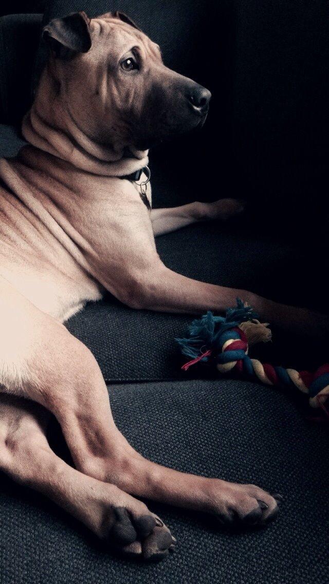 Blanding af racer Cody billede 31